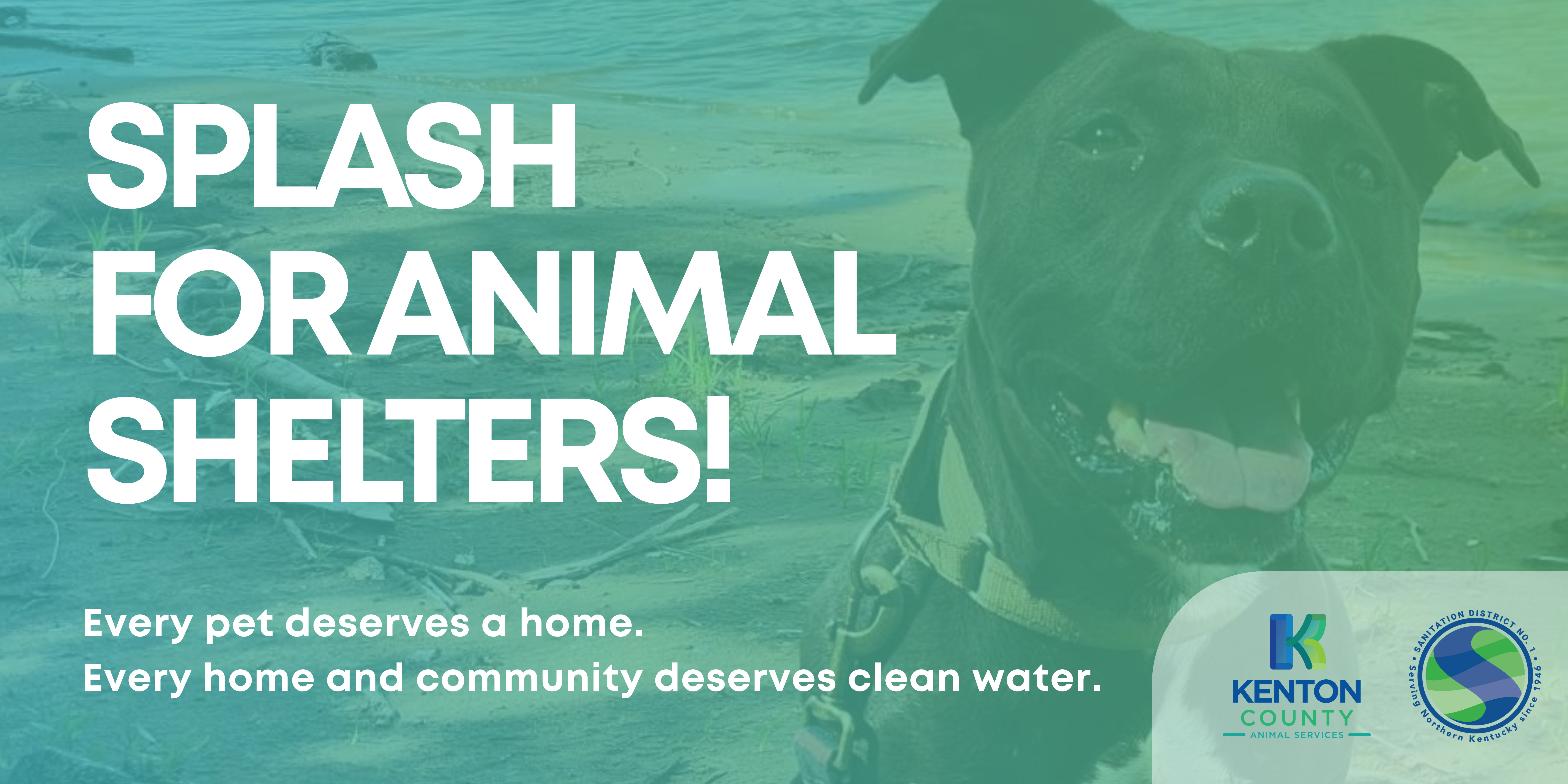 Splash for Animal Shelters Banner
